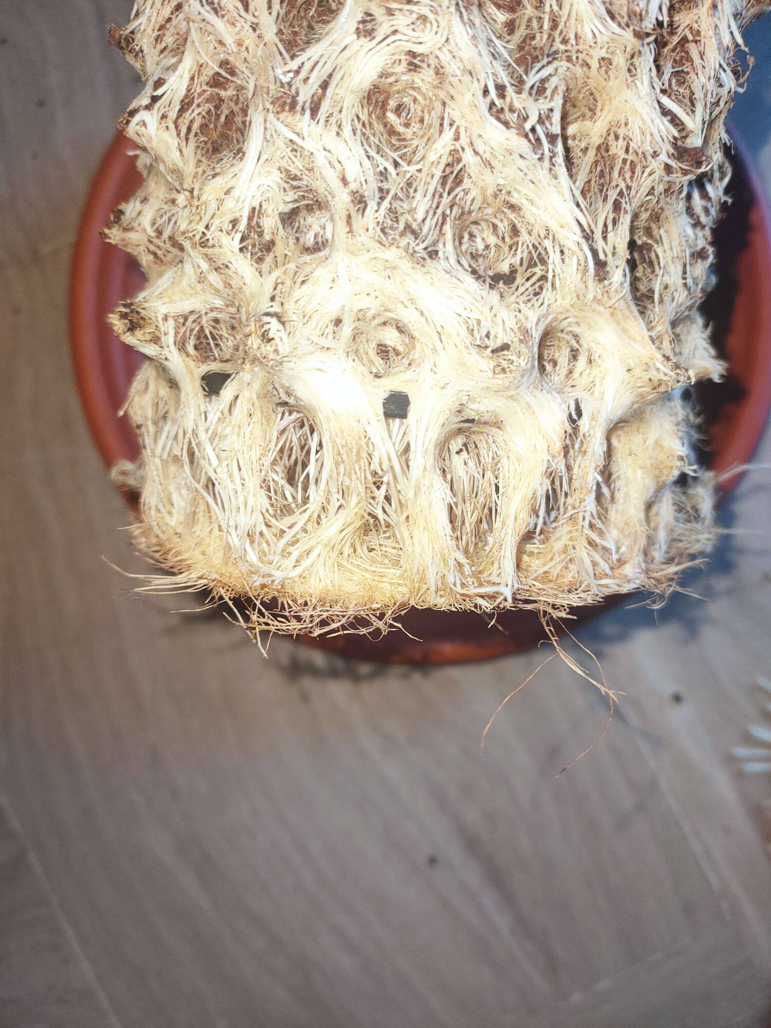What Coco HFF looks like at the end - Overgrow.com