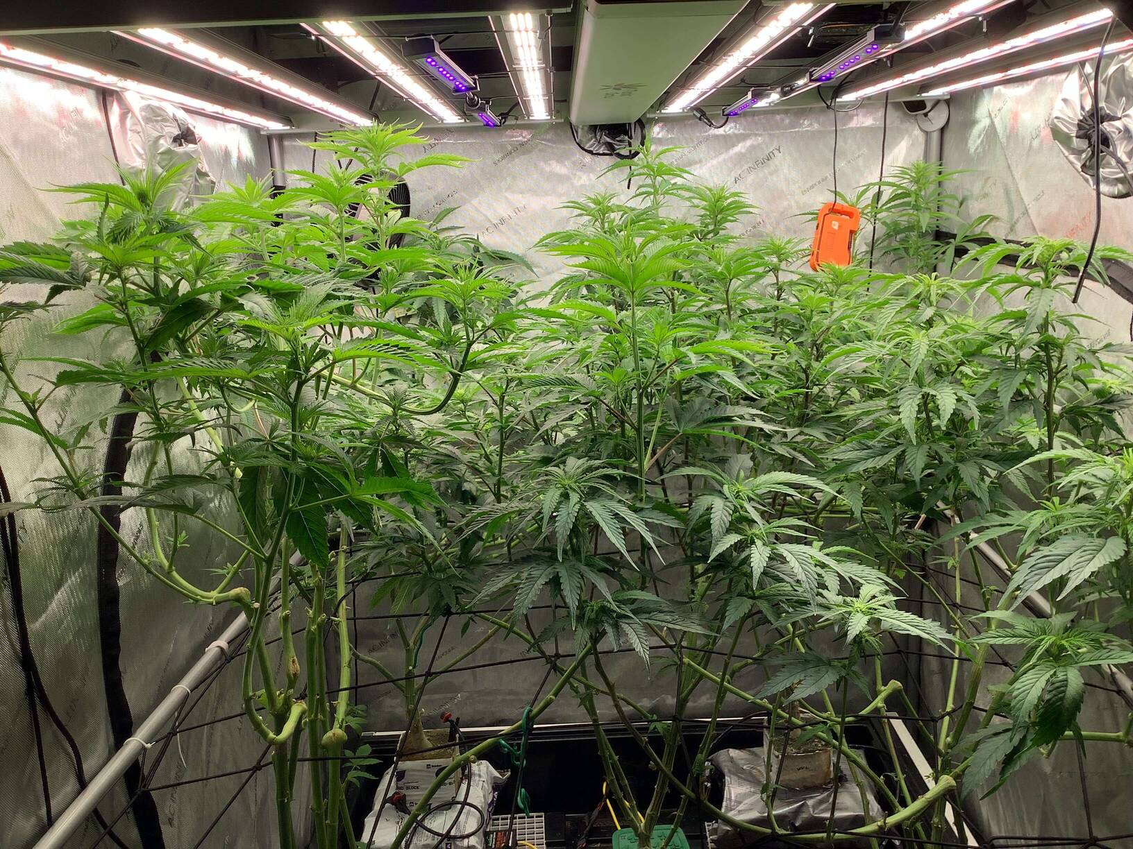 Tripl3fastaction tortures Authentic Genetics - Overgrow.com