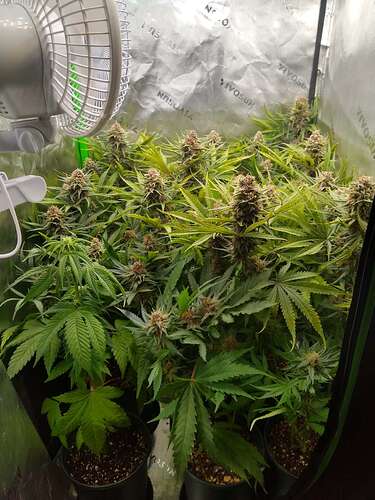 2-in-1 grow tent complete kit VIVOSUN 2x4 Smart PRO with Tunable 200W Spectrum LED Wähle dein Motiv:Punkte karamell NATURE_ID: 26524 It supplies different light Soft Tampons normal 3