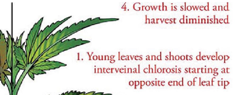 Bottom branch yellowing? - Overgrow.com