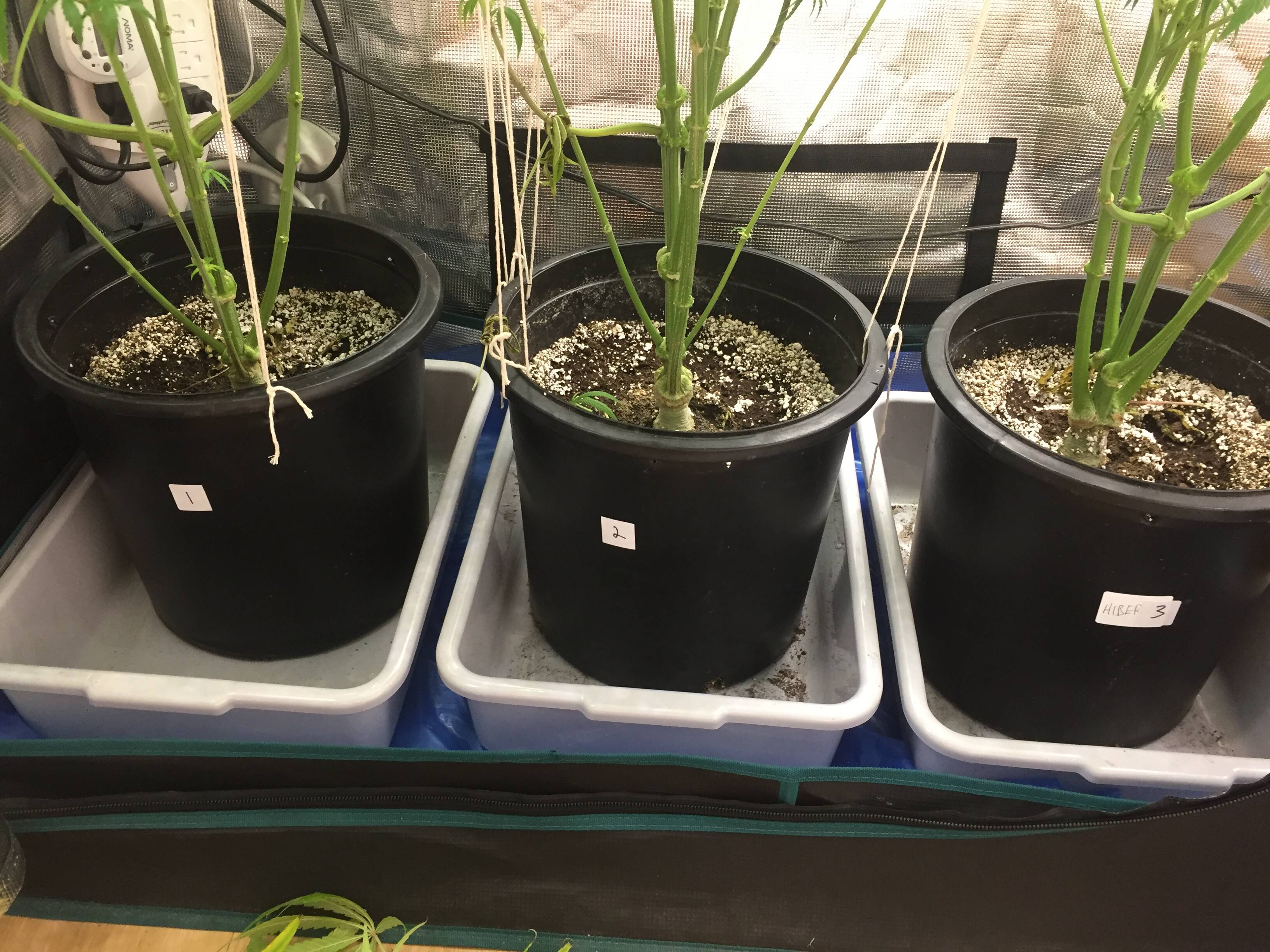 Busboy Tray Urgent help runoff In 2x2 - Overgrow.com