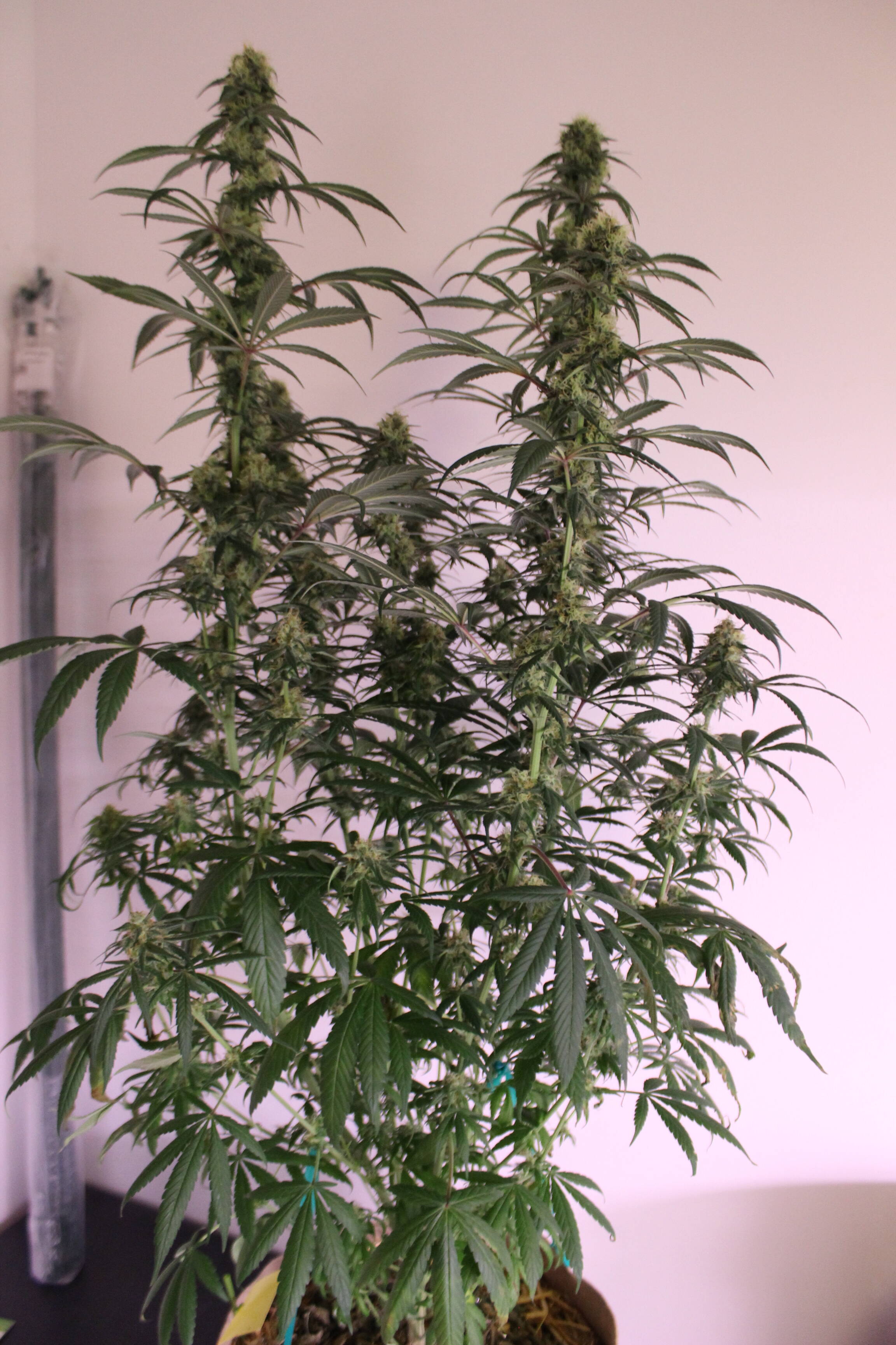 Doc D cannabis seeds - Page 54 - Overgrow.com
