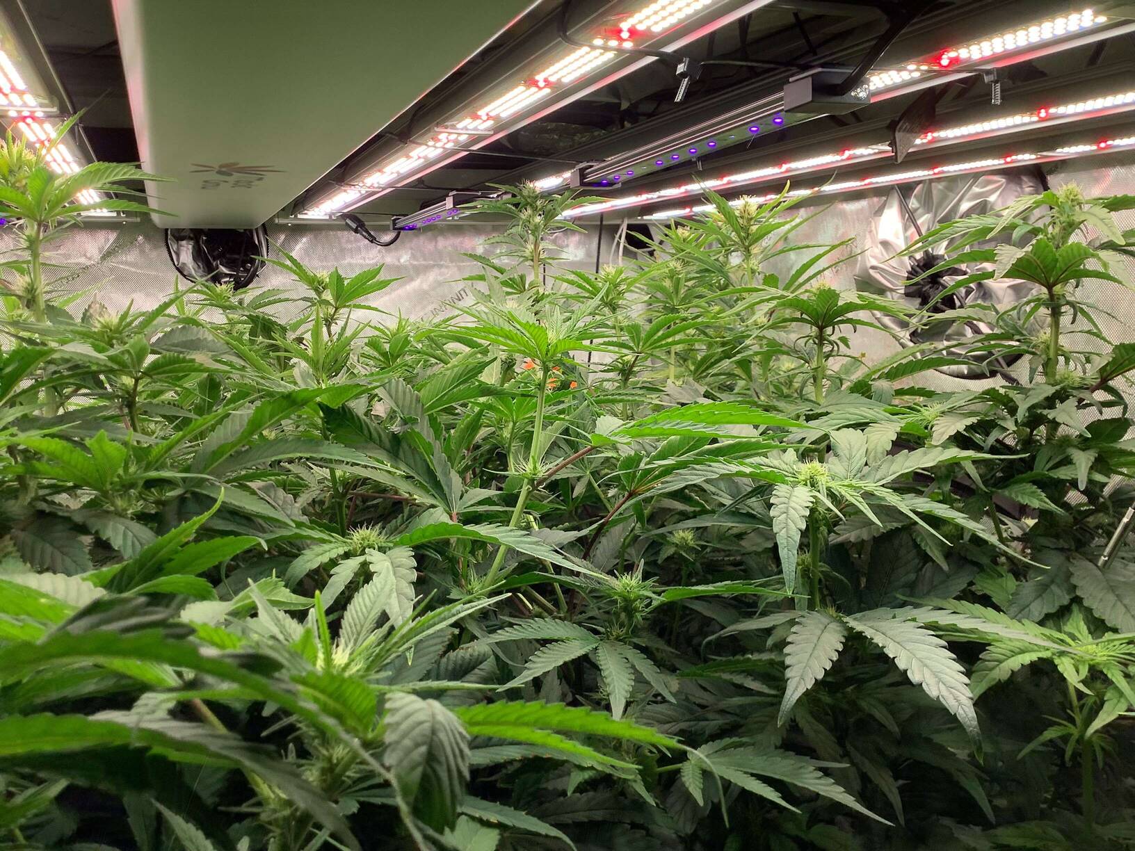 Tripl3fastaction tortures Authentic Genetics - Overgrow.com