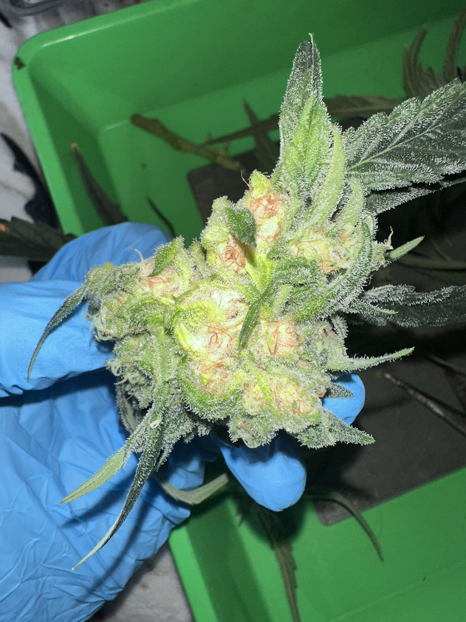 Bud Rot? Something Else? - Overgrow.com