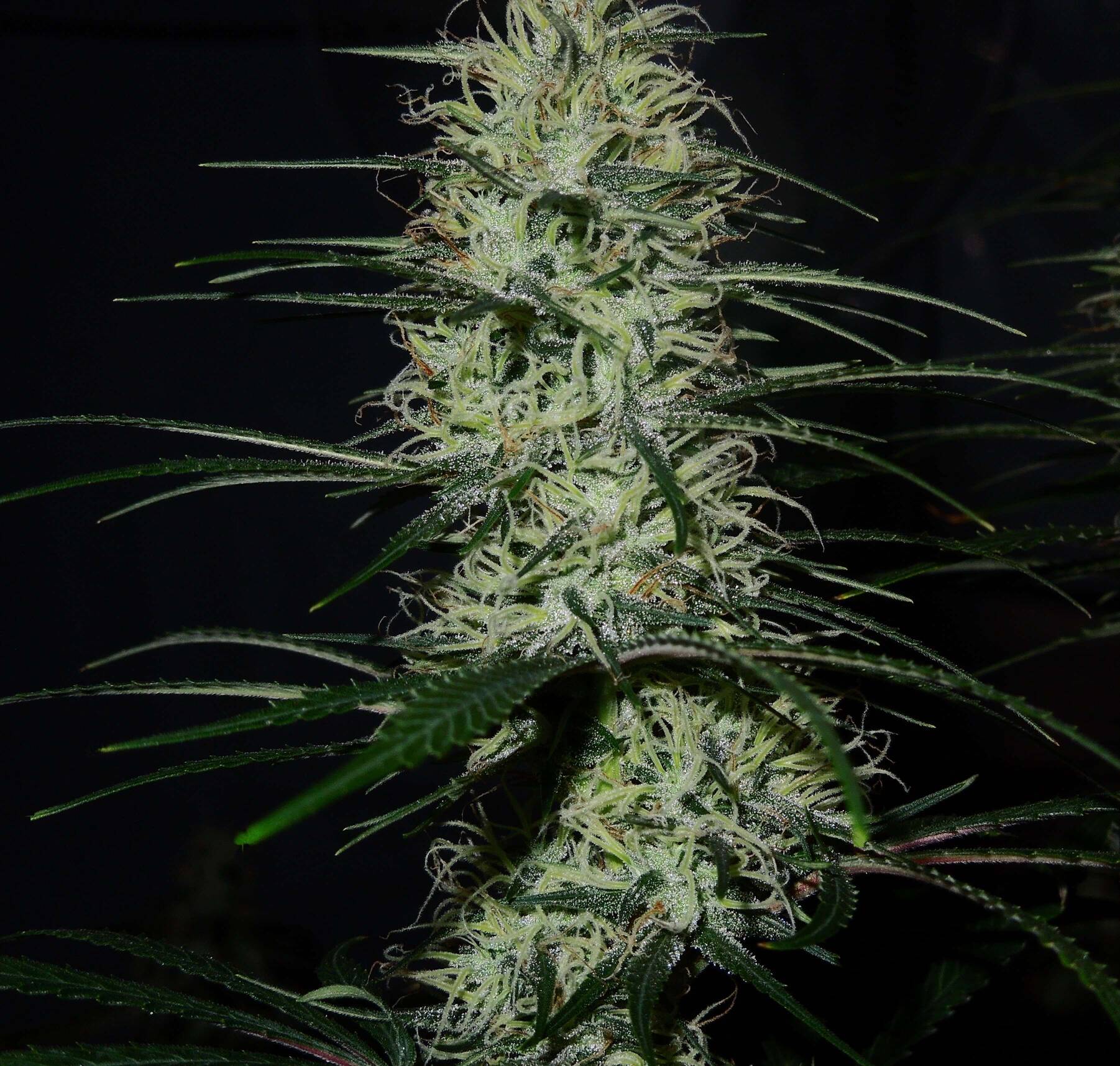 Addicted to HAZE - Haze only thread (Part 2) - Page 12 - Overgrow.com