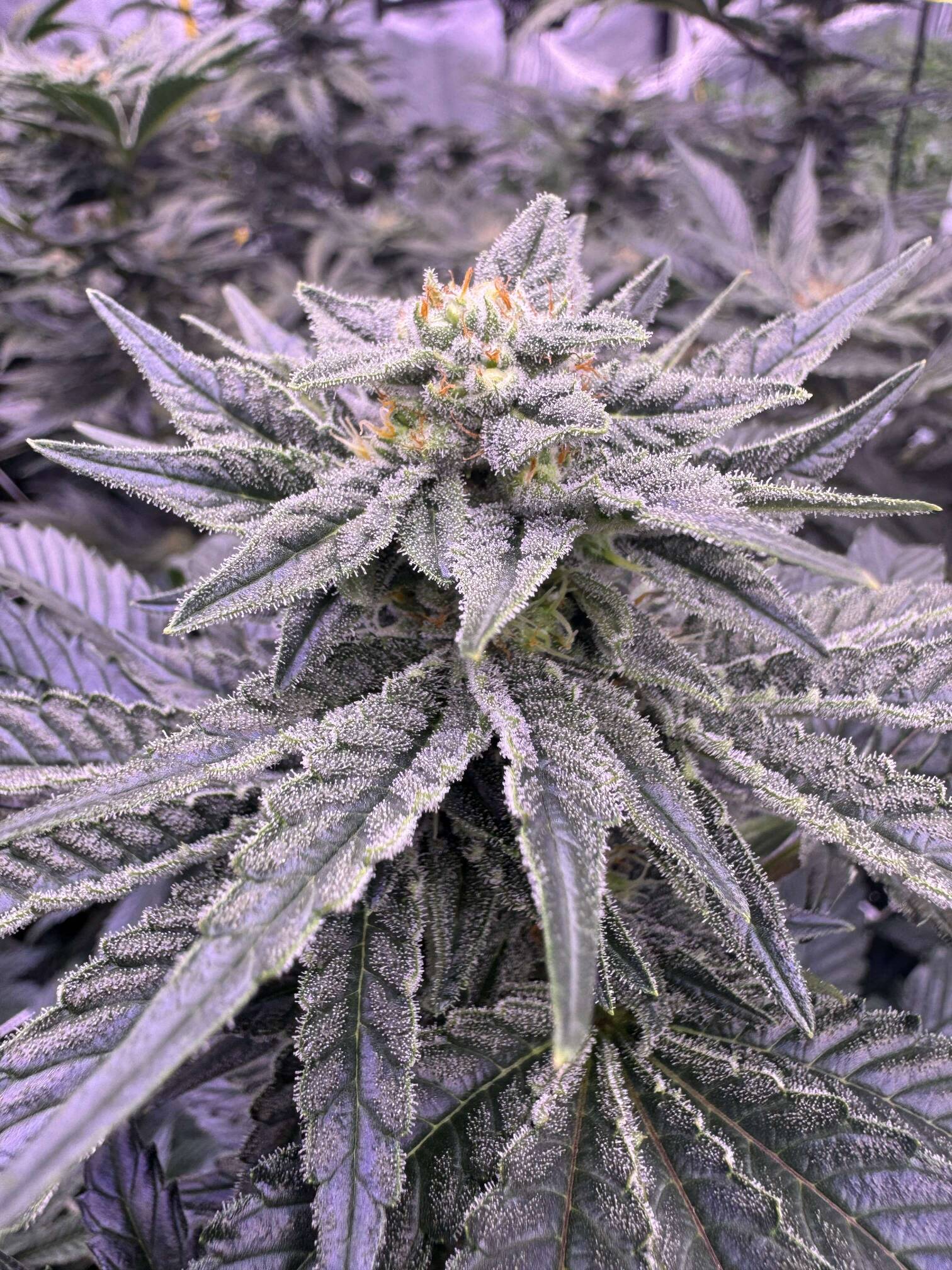 NL2 Authentic Genetics Seeds - Overgrow.com