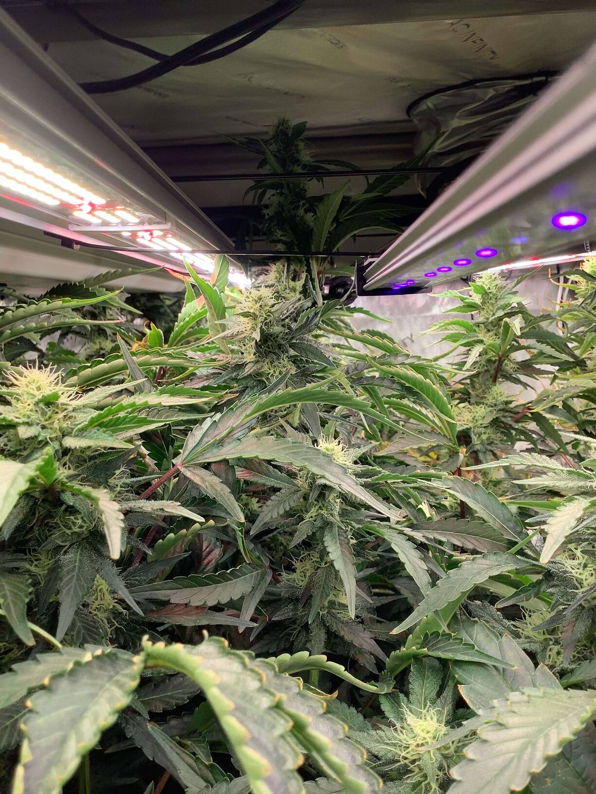 Tripl3fastaction tortures Authentic Genetics - Overgrow.com
