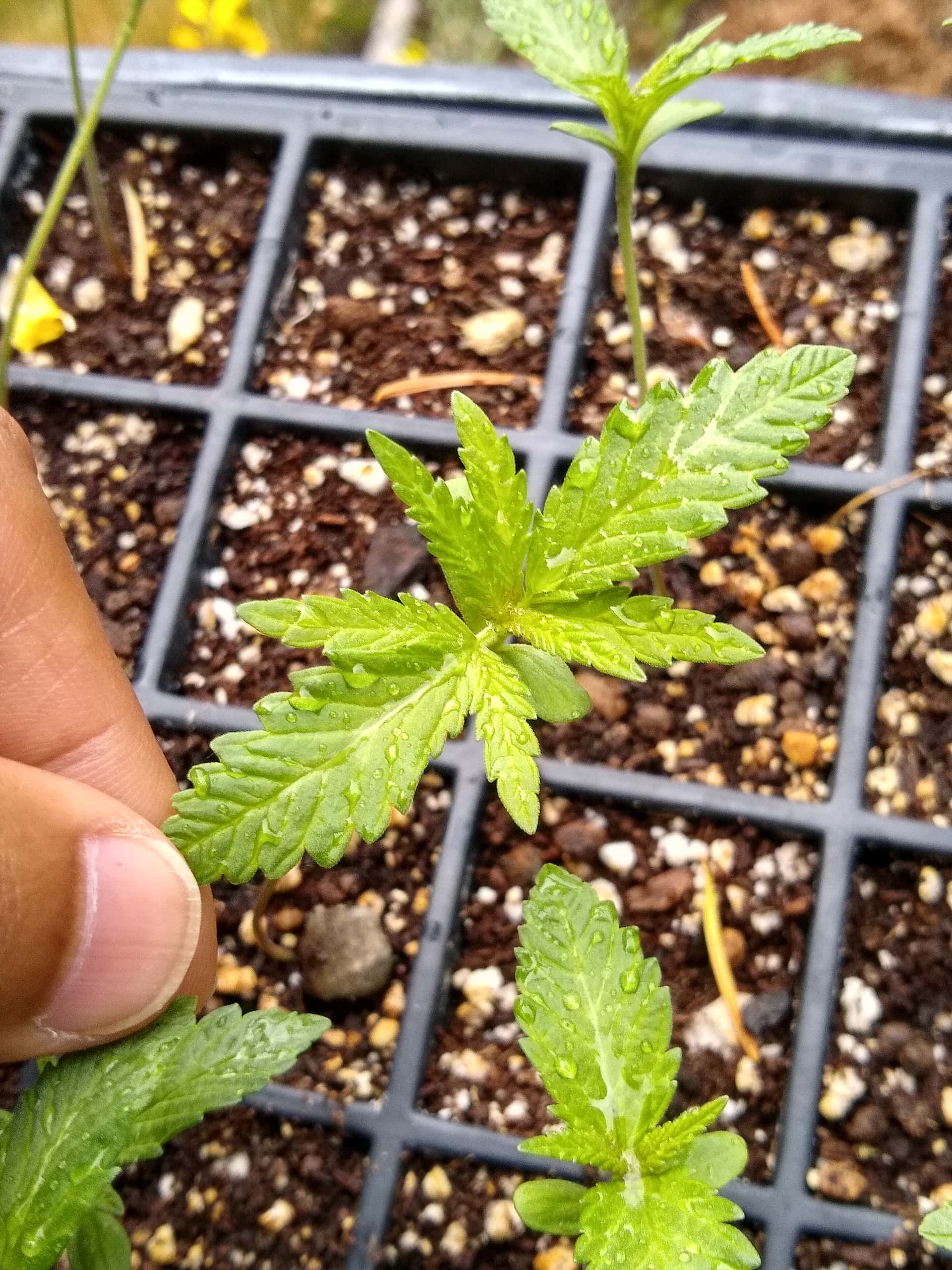 F4 Valley Ice - 72 beans - Overgrow.com