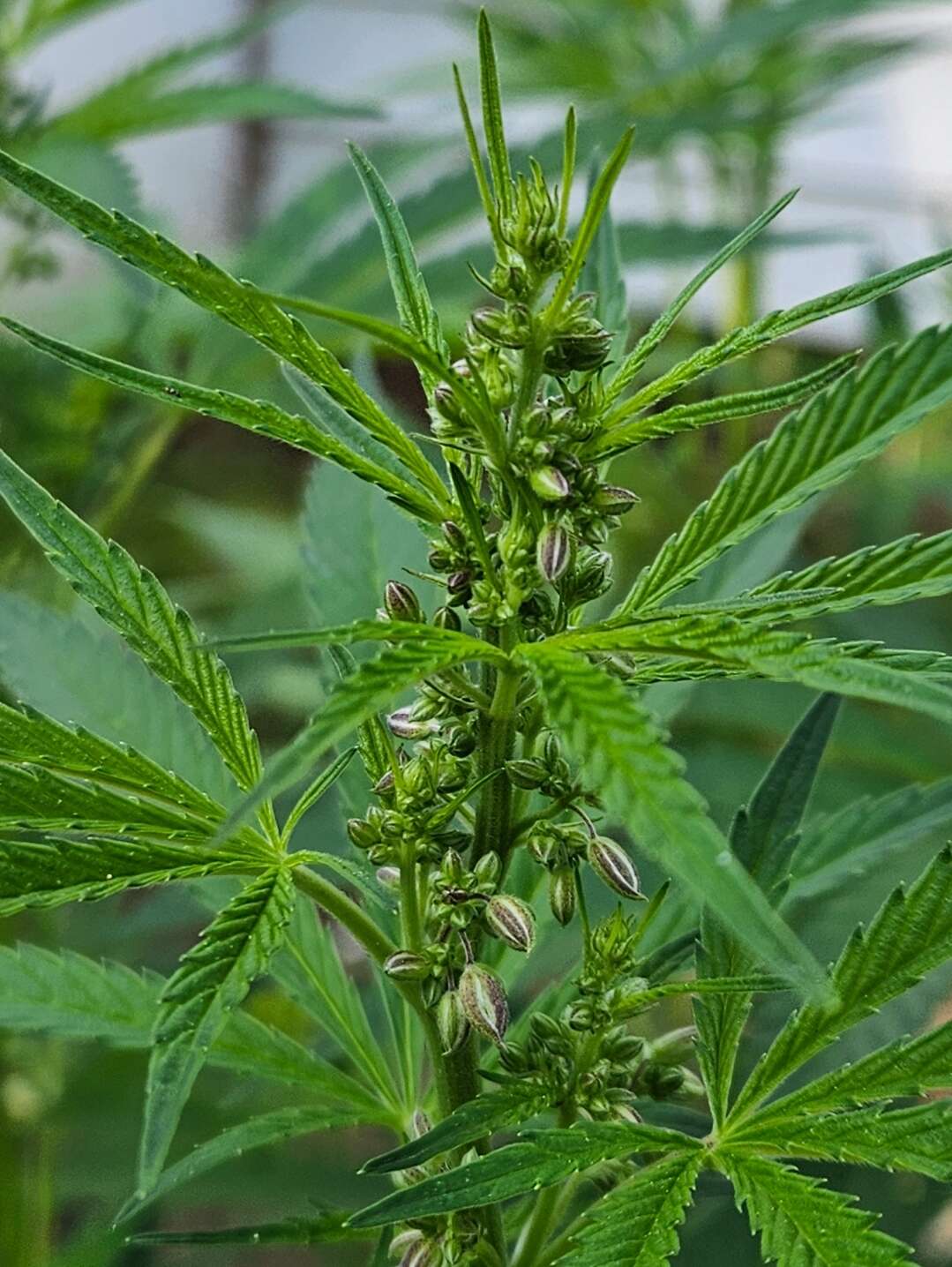 Ril D (GG4 RiL x Sowah) [TGTB] - Overgrow.com