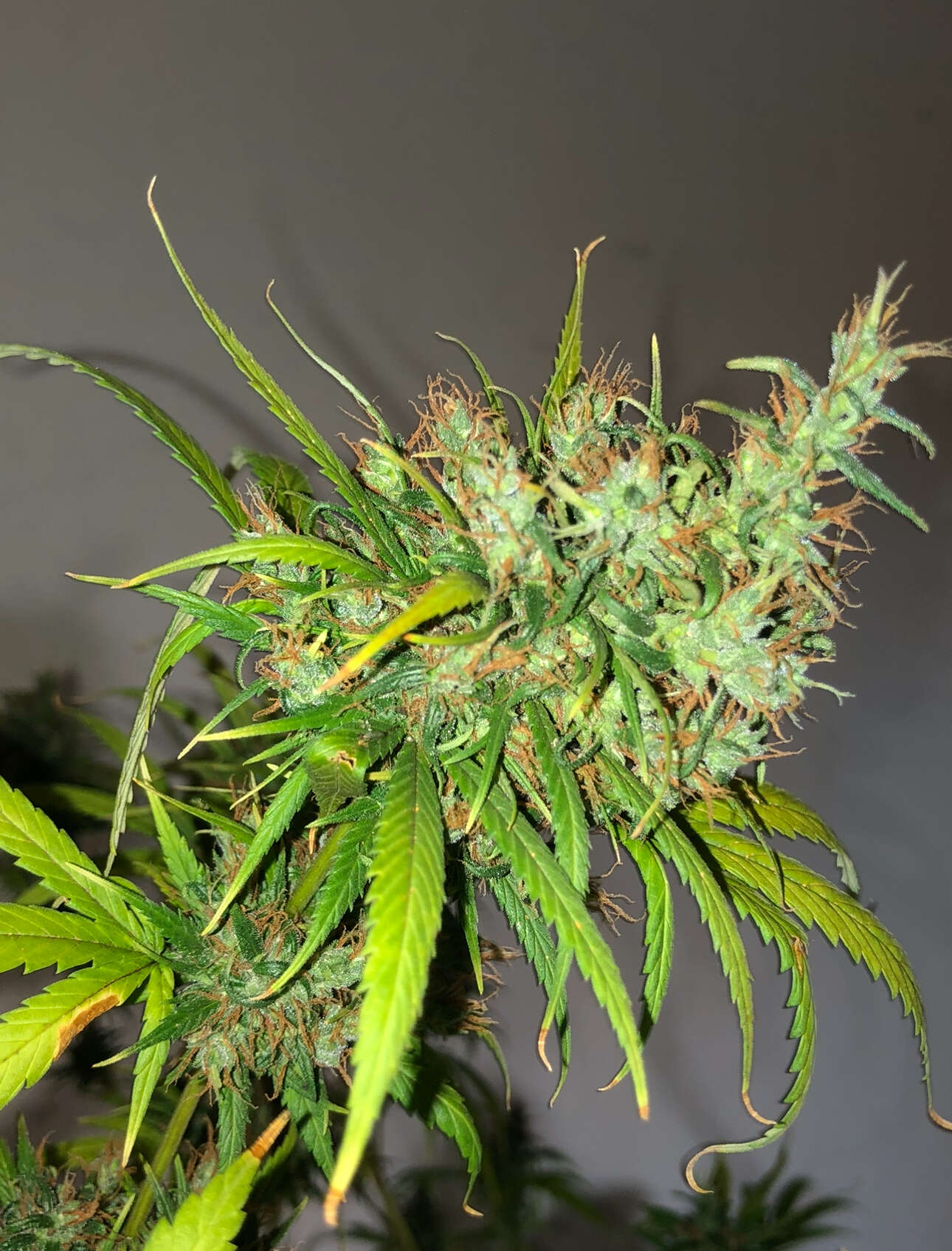 Reeferman 2023 Reeferman/Scott Family Farm, Bloom, JOTI - Overgrow.com