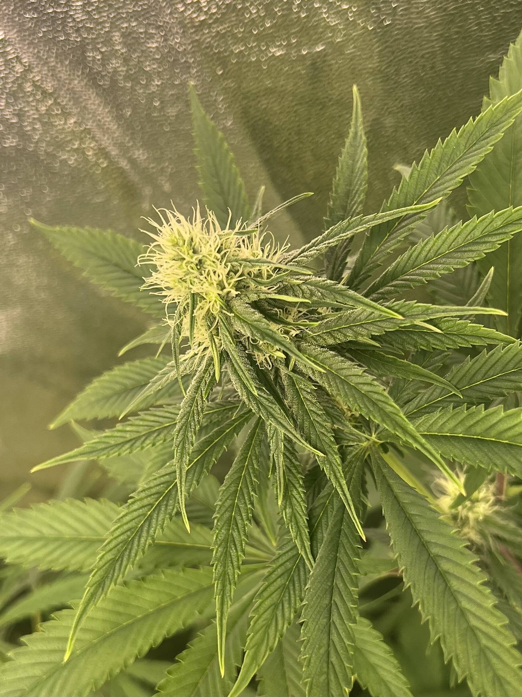 Bodhi Plant and seed guide (Part 3) - Overgrow.com