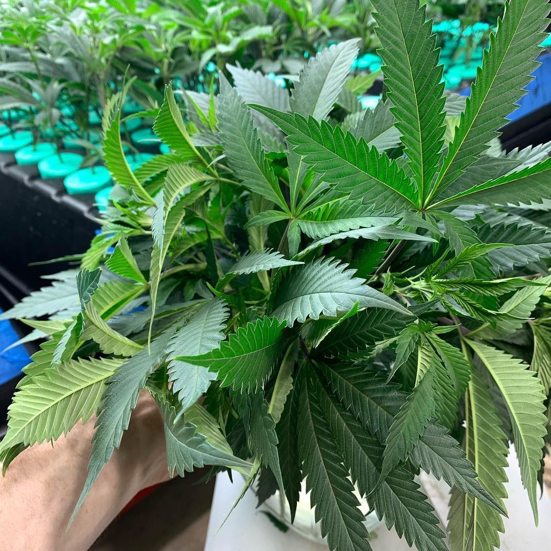 Clone Cutting Tips: Where to Take Your Best Cuts - Overgrow.com