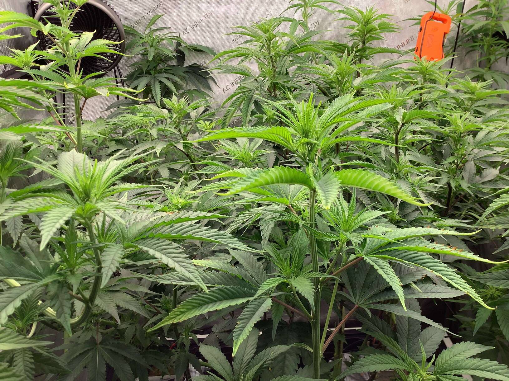 Tripl3fastaction tortures Authentic Genetics - Overgrow.com