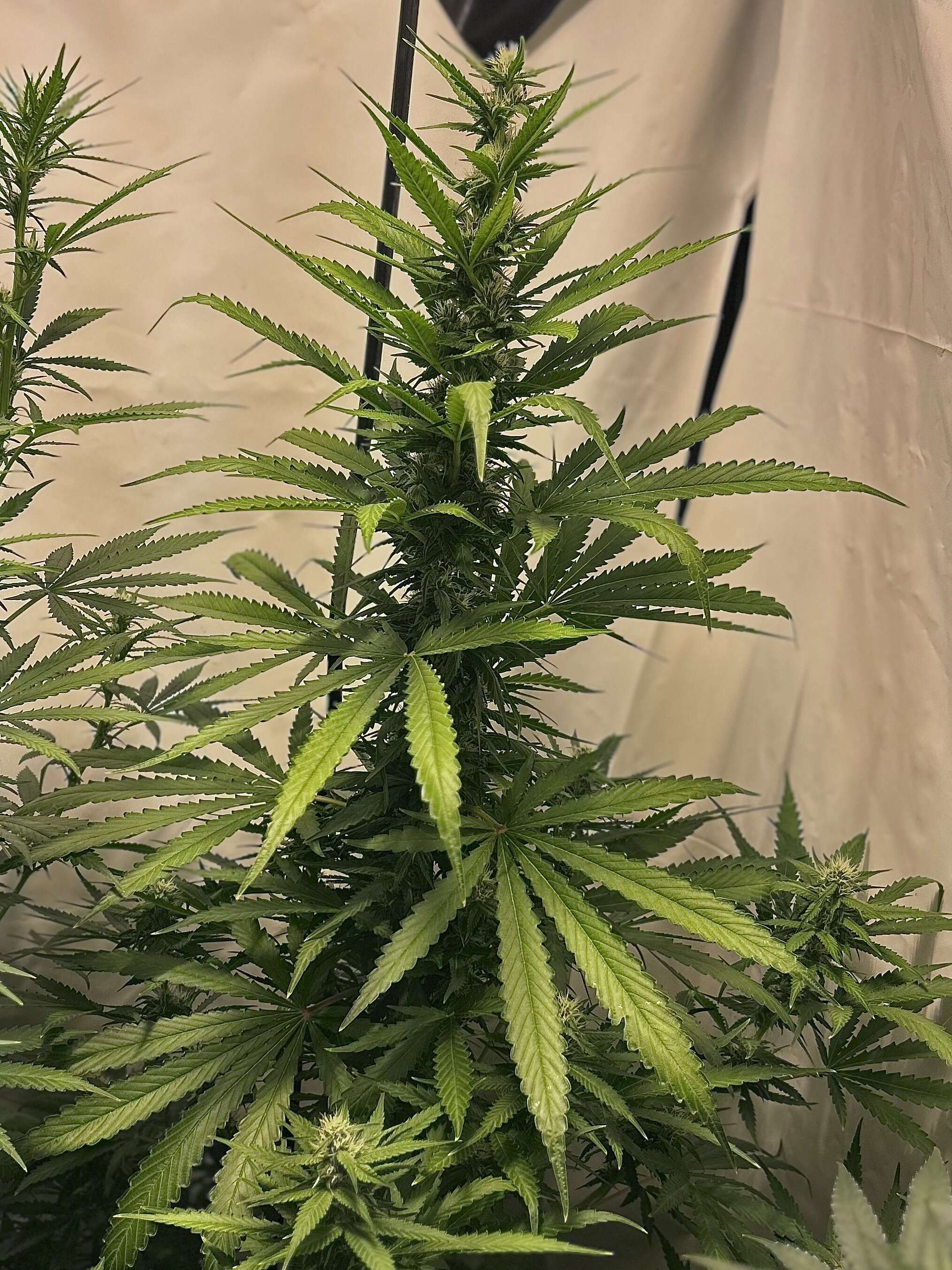 AK bean brains catalog - Page 41 - Overgrow.com