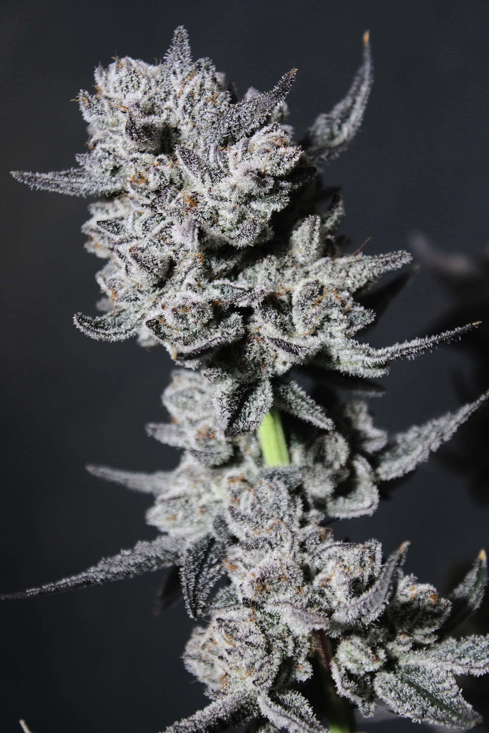 C-NIAL✴︎Insanely Rare✴︎Cool Mellow OG Top strains of 2025 - Page 2 - Overgrow.com