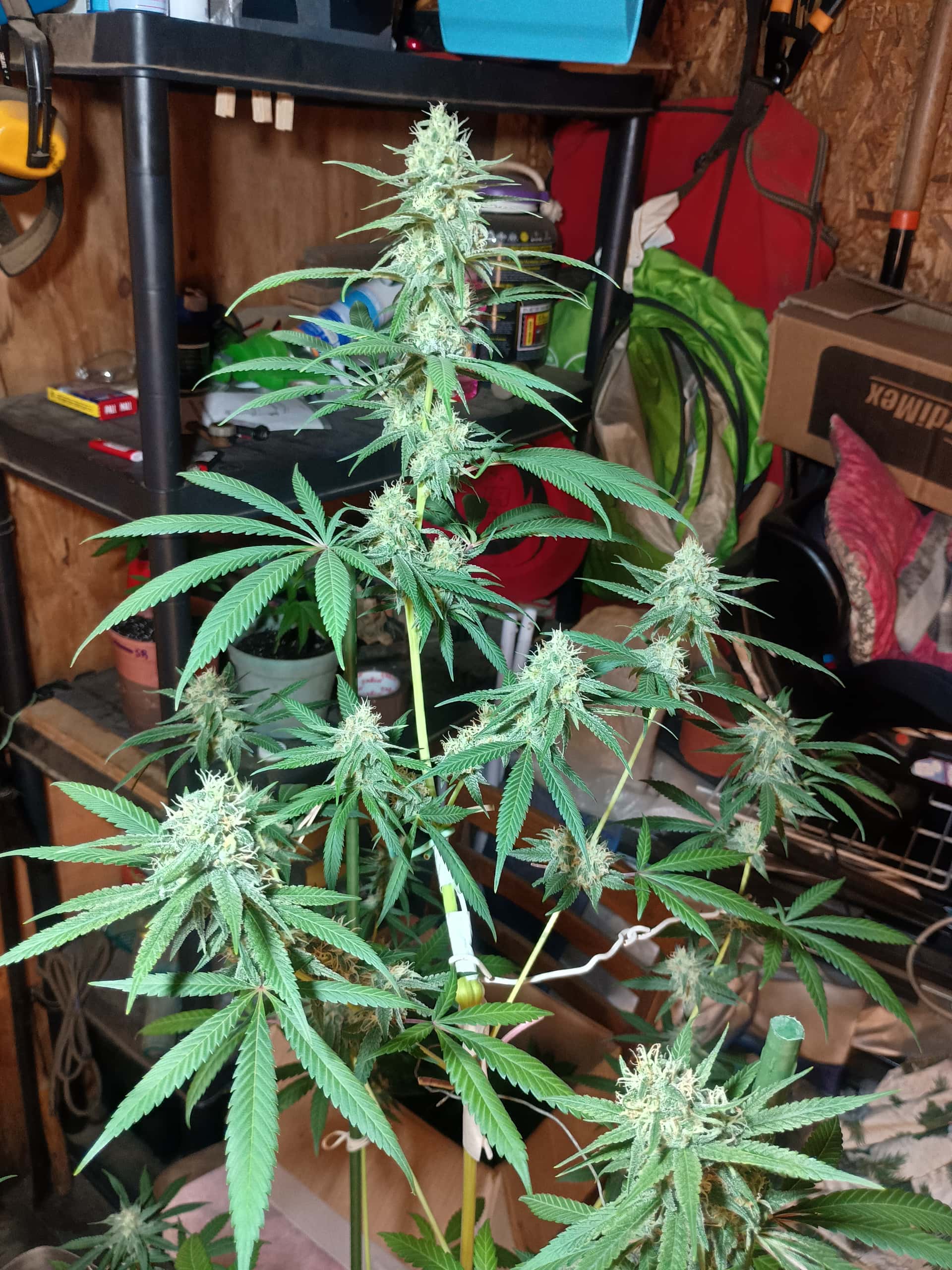 Doc D cannabis seeds - Page 169 - Overgrow.com