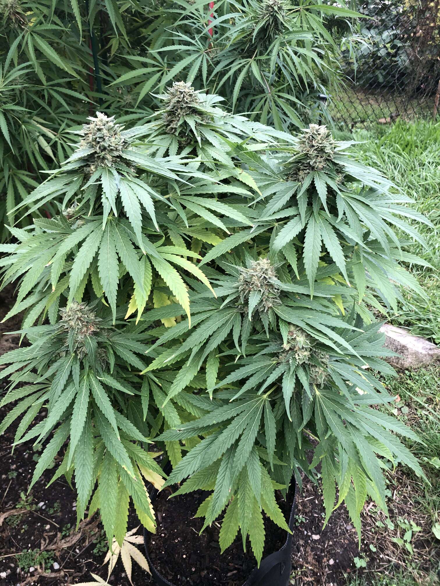 BC Bud Depot - Overgrow.com