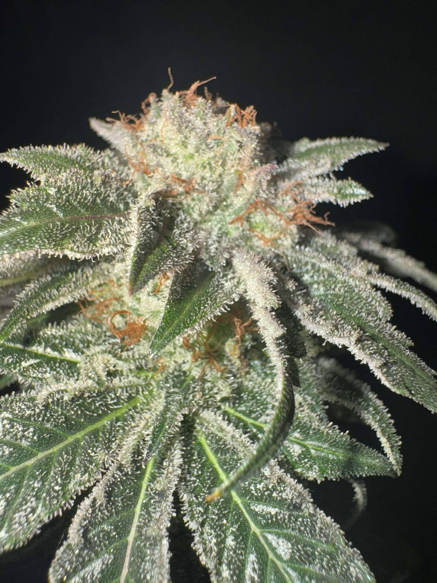 NL2 Authentic Genetics Seeds - Overgrow.com
