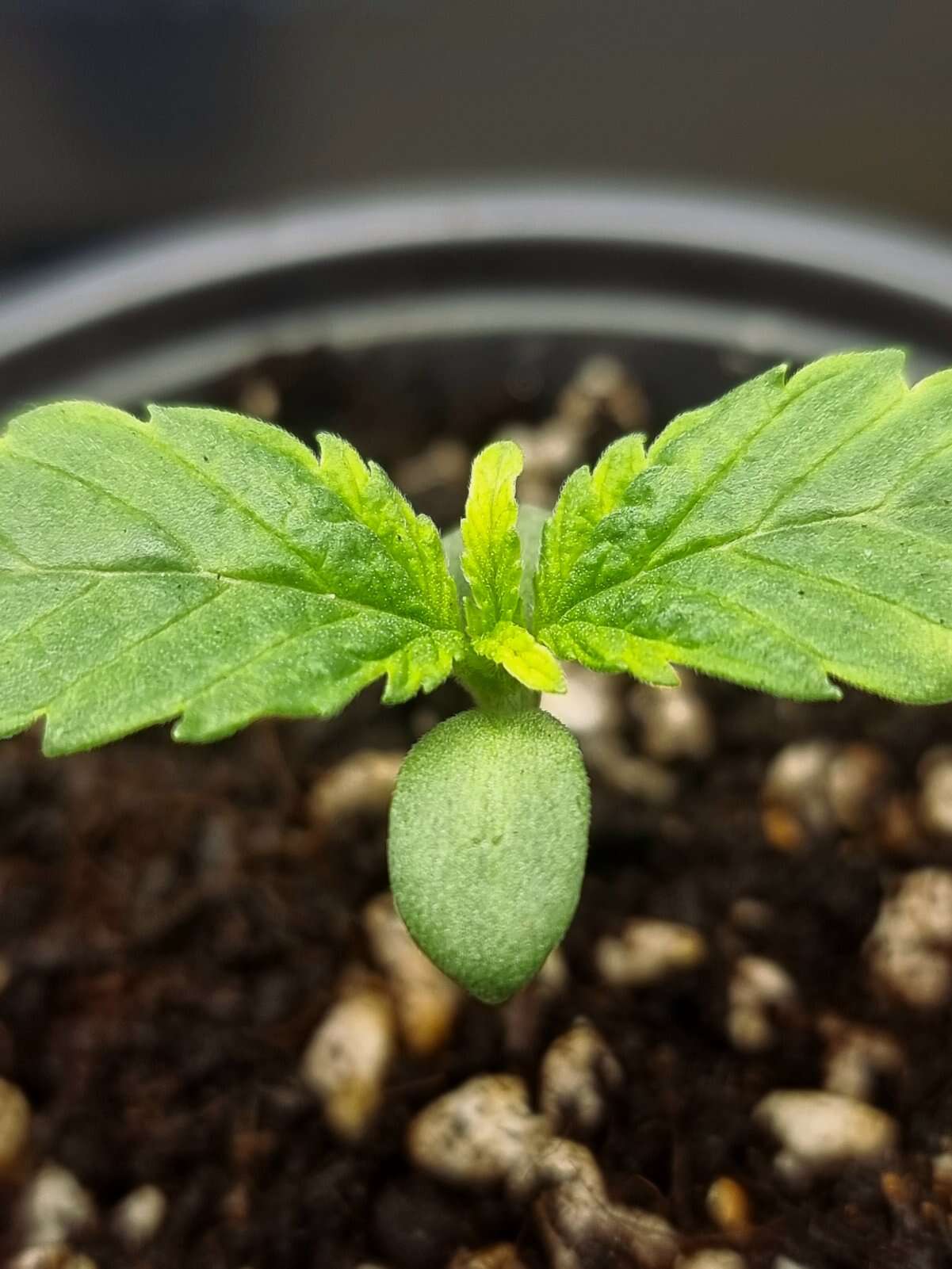 Biobizz and Autoflower users - I need your help with this substrate ...