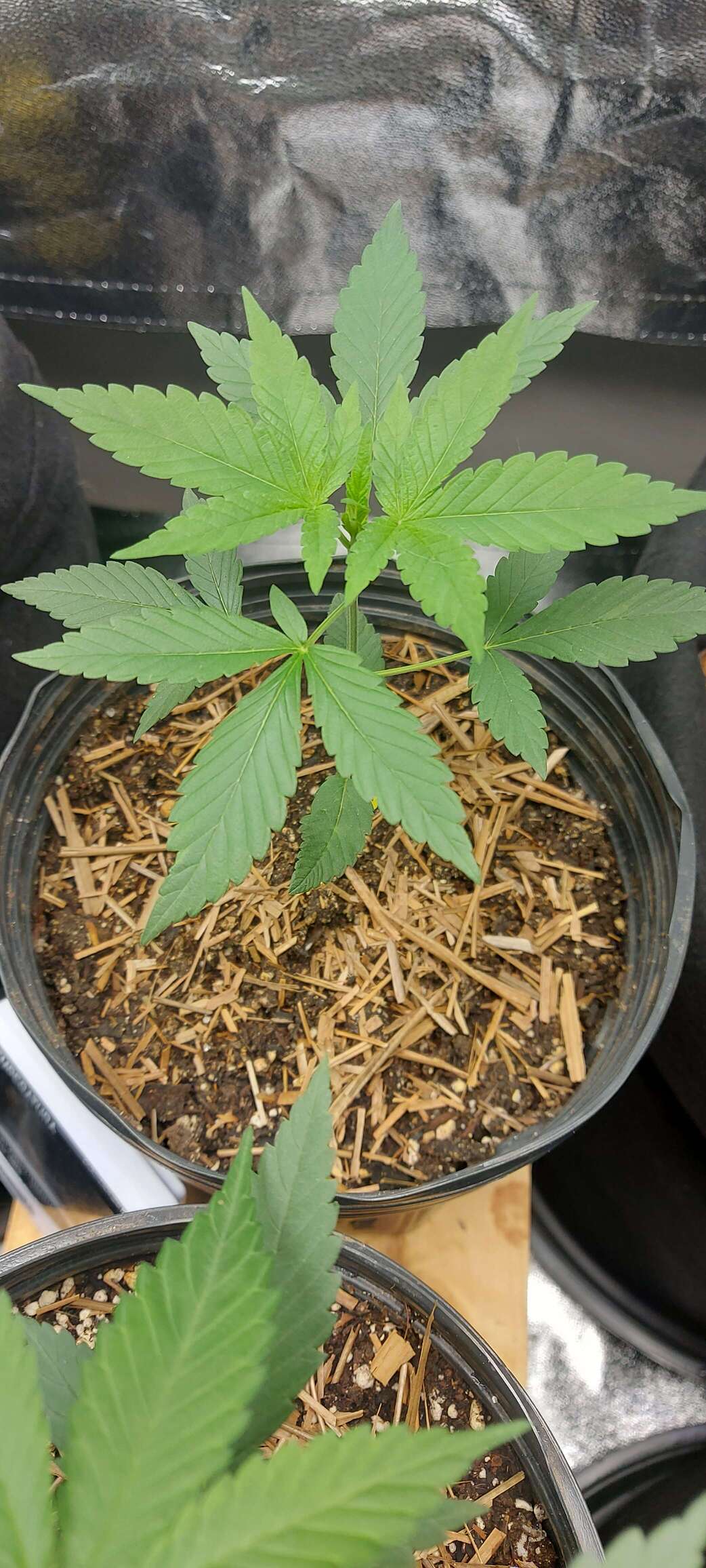 Calangrow's Notebook - Overgrow.com