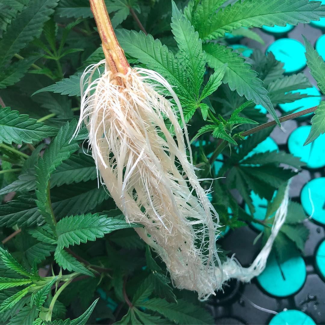 Clone Cutting Tips: Where to Take Your Best Cuts - Overgrow.com