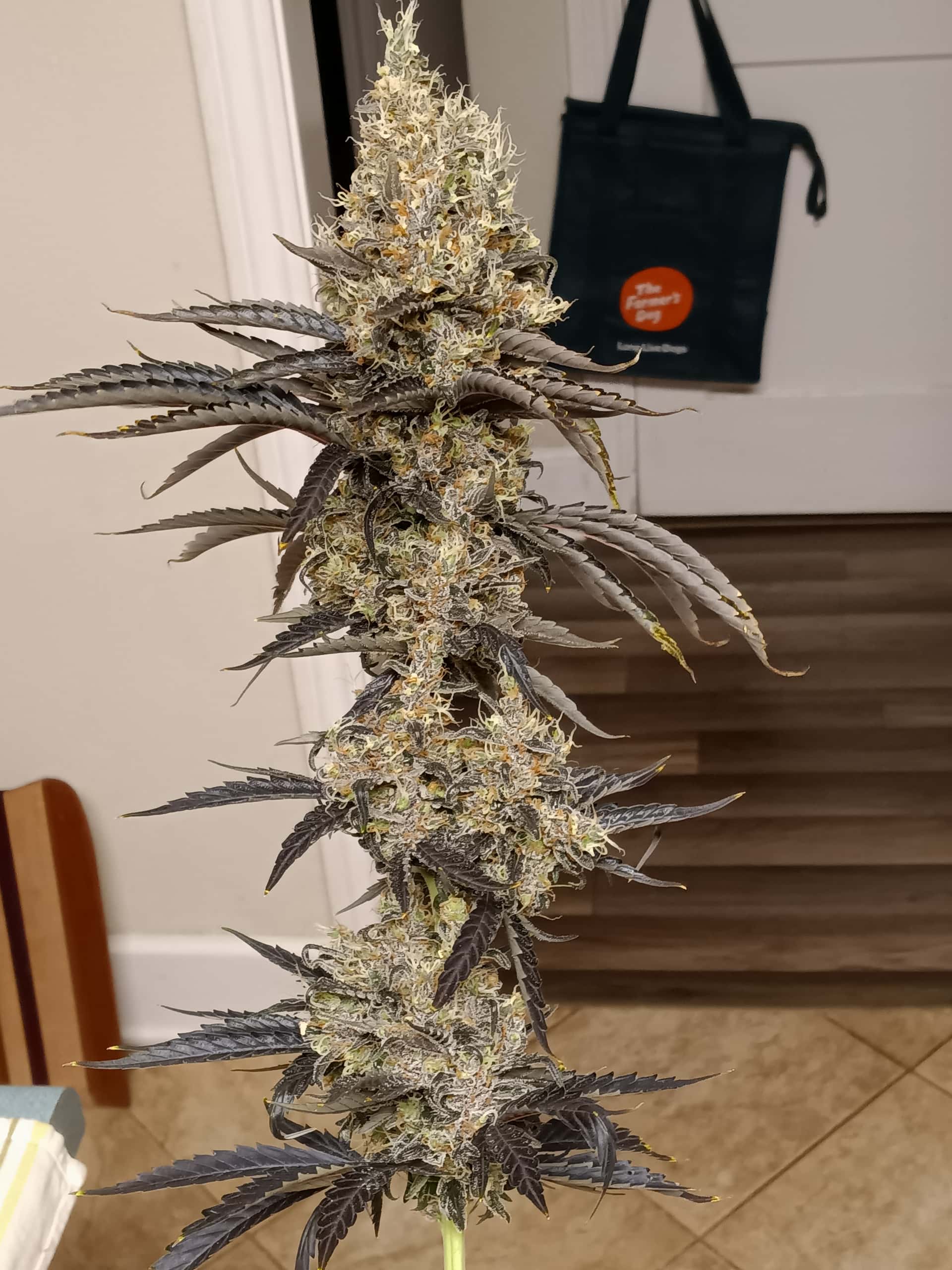 BC Bud Depot - Overgrow.com