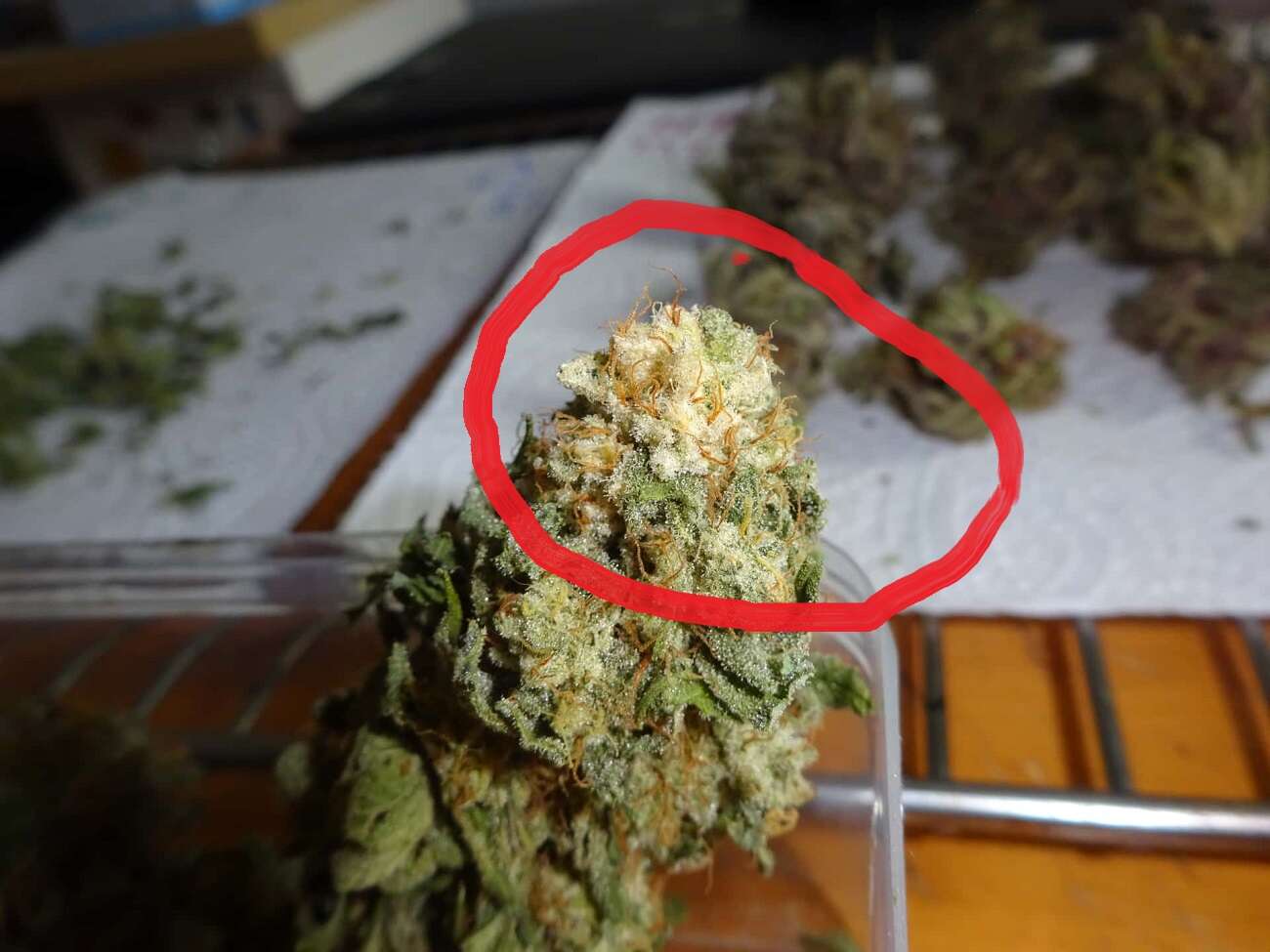 Bud Rot? Something Else? - Overgrow.com