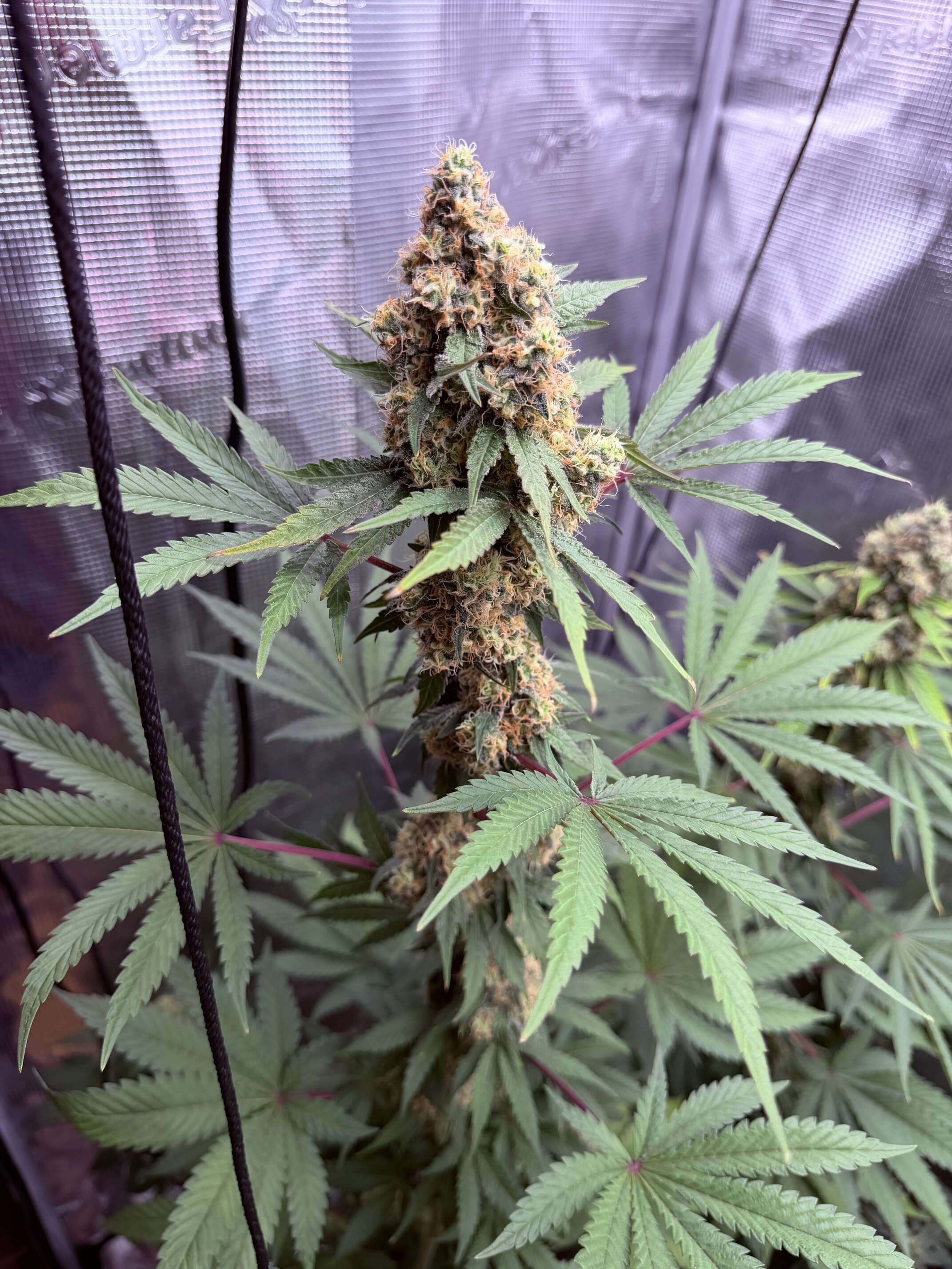 Doc D cannabis seeds - Page 171 - Overgrow.com