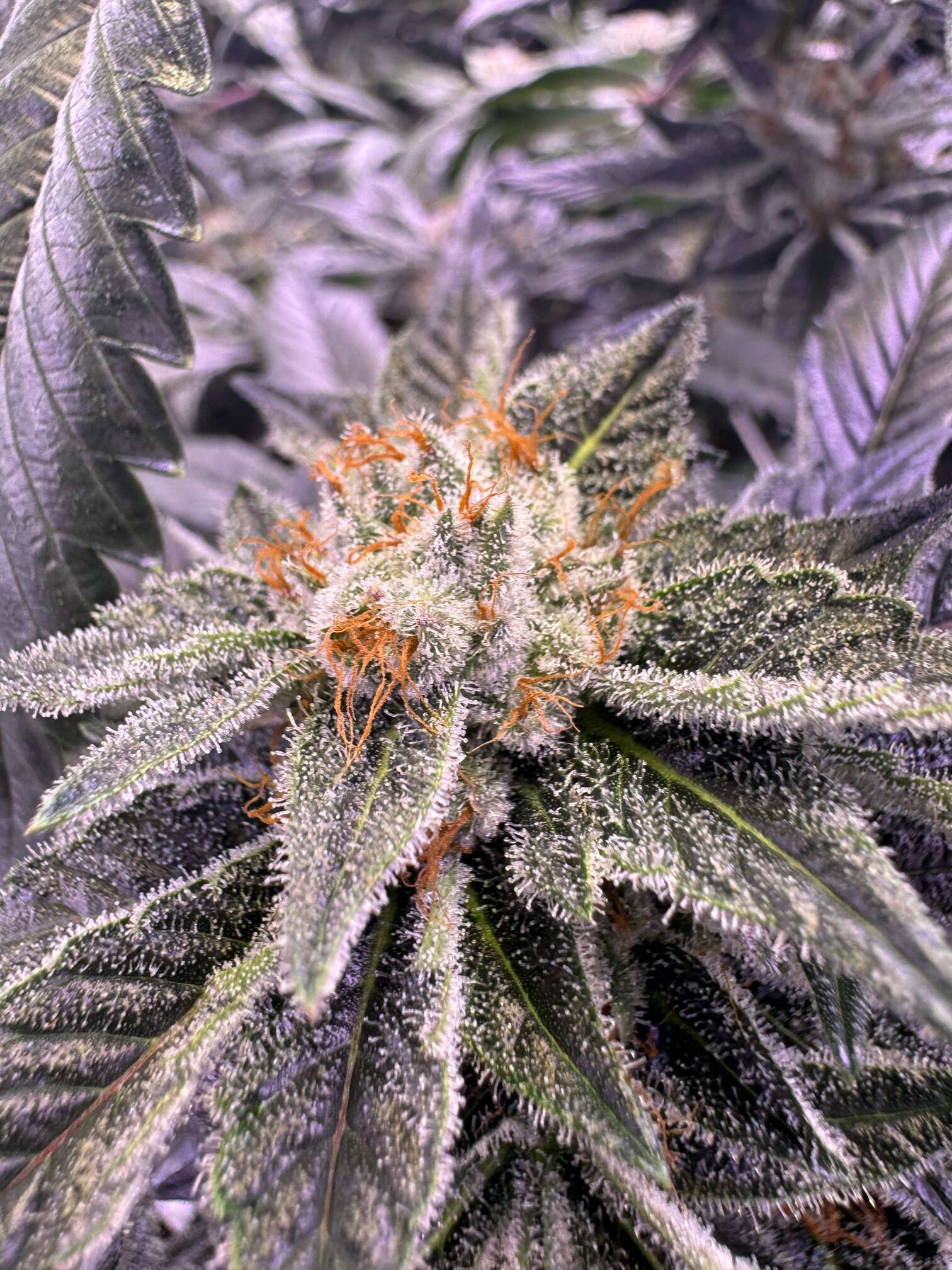 NL2 Authentic Genetics Seeds - Overgrow.com