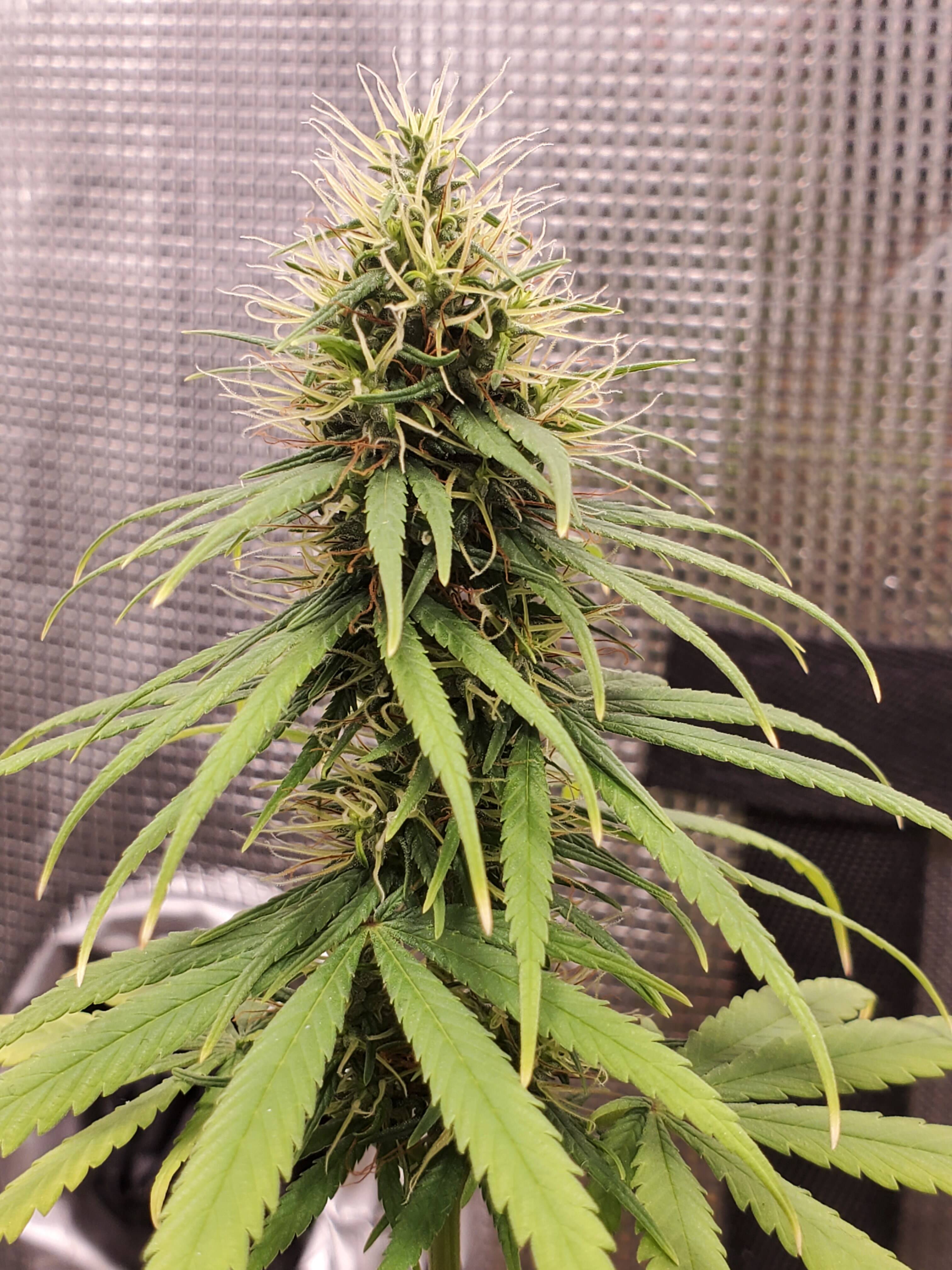 Doc D cannabis seeds - Page 47 - Overgrow.com