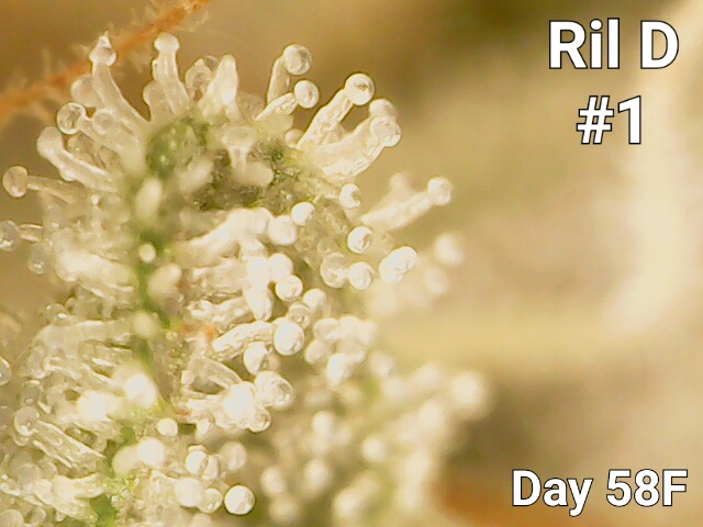 Ril D (GG4 RiL x Sowah) [TGTB] - Overgrow.com