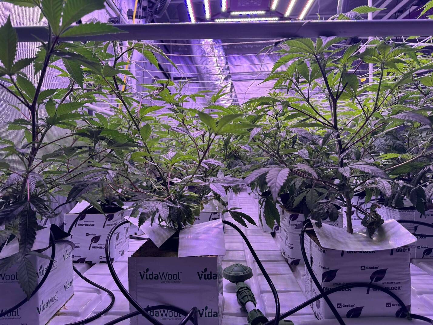 NL2 Authentic Genetics Seeds - Overgrow.com