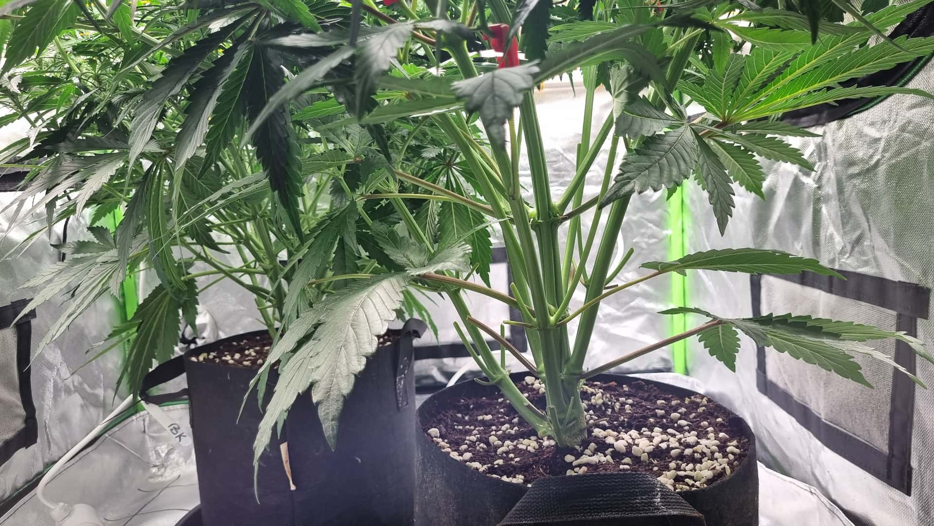 Indoor grow, autoflowers,week 7 - Overgrow.com