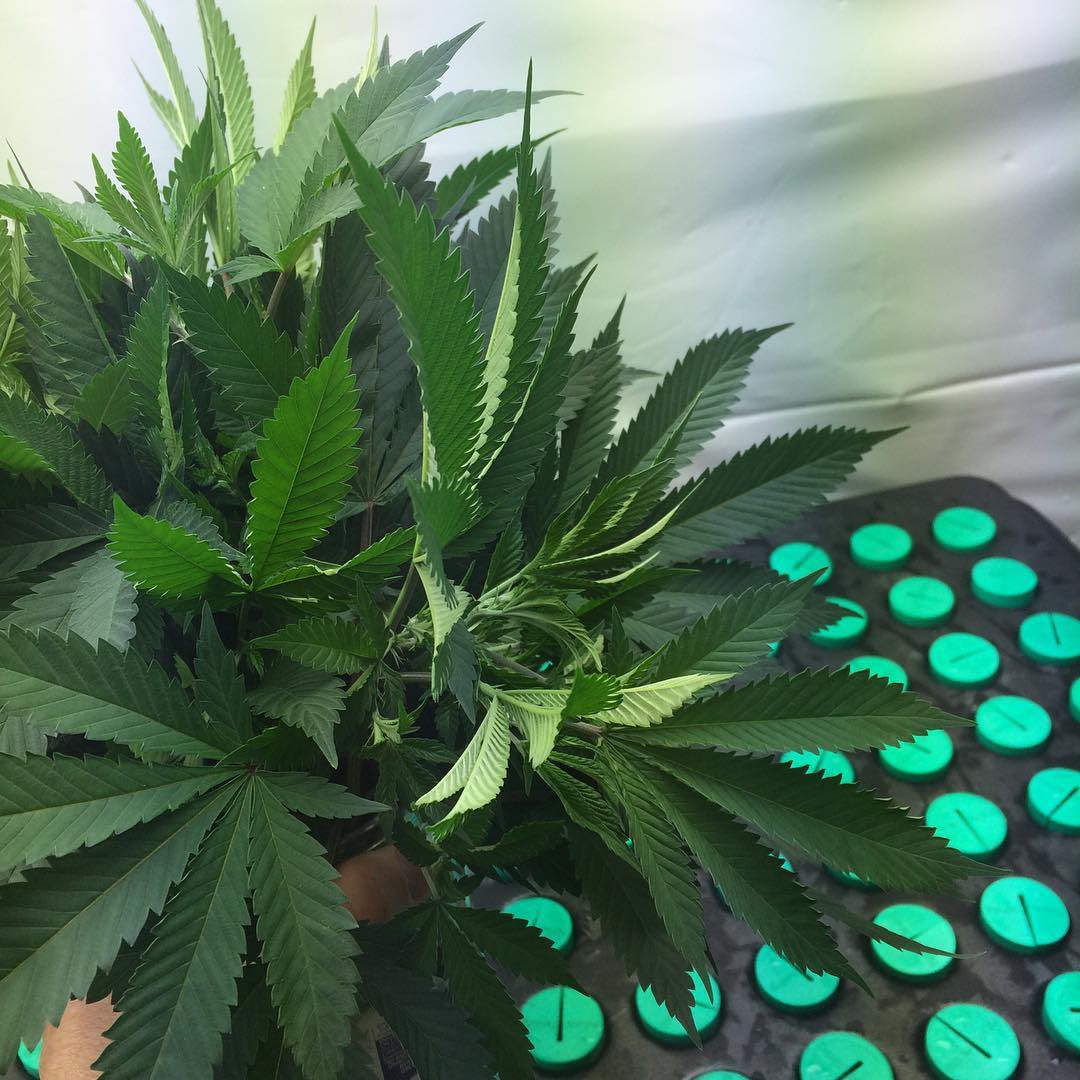 Clone Cutting Tips: Where to Take Your Best Cuts - Overgrow.com