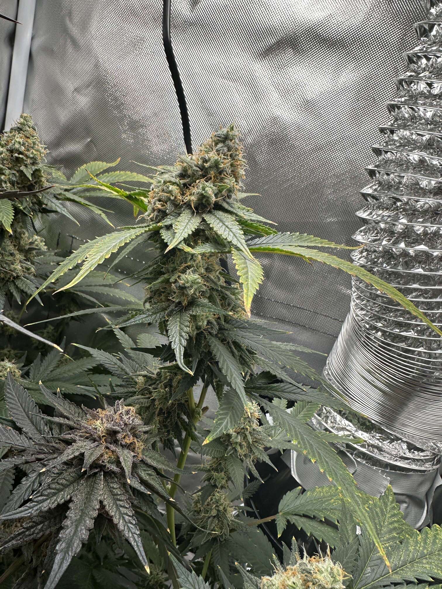 My random grow log - Overgrow.com