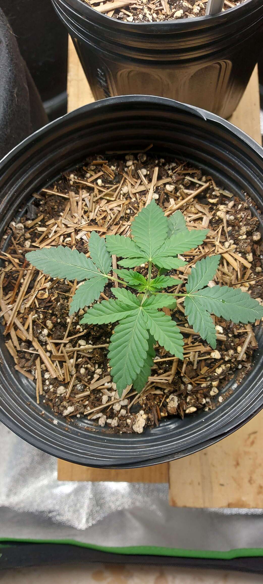 Calangrow's Notebook - Overgrow.com