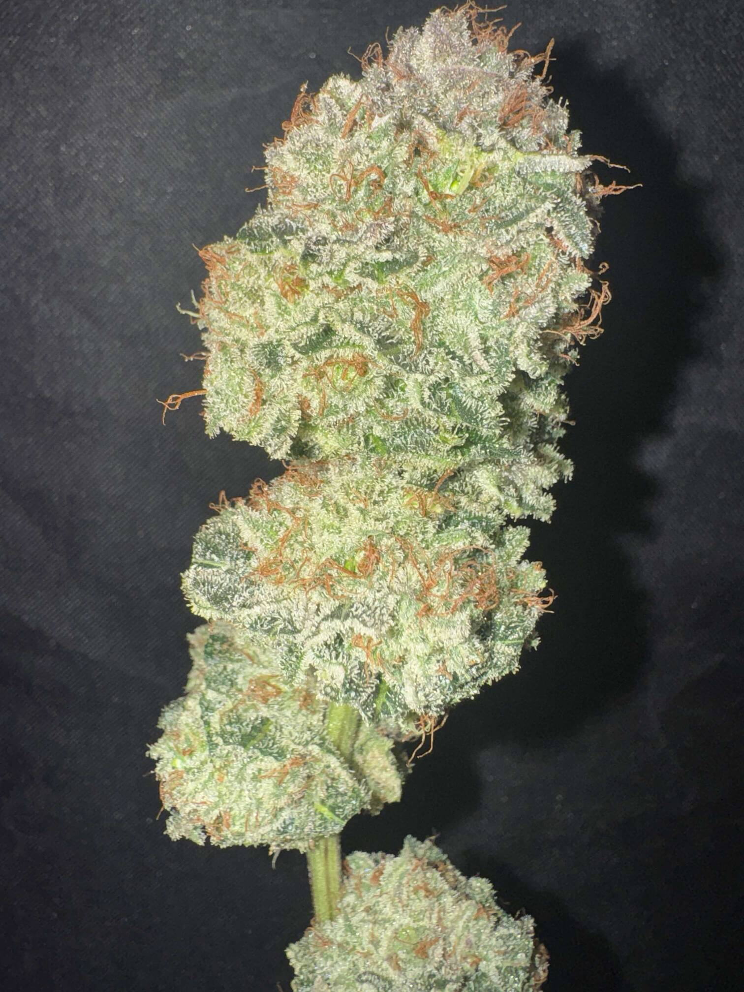 NL2 Authentic Genetics Seeds - Overgrow.com