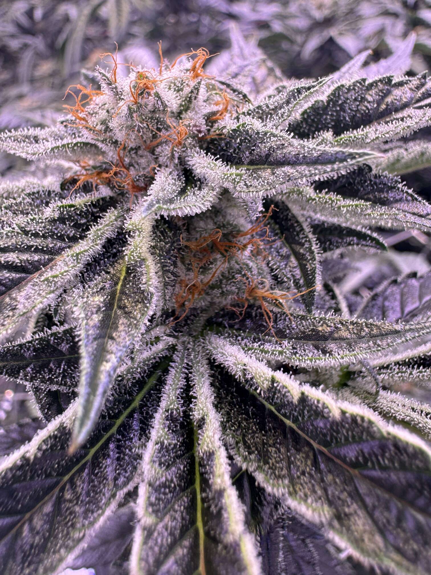 NL2 Authentic Genetics Seeds - Overgrow.com