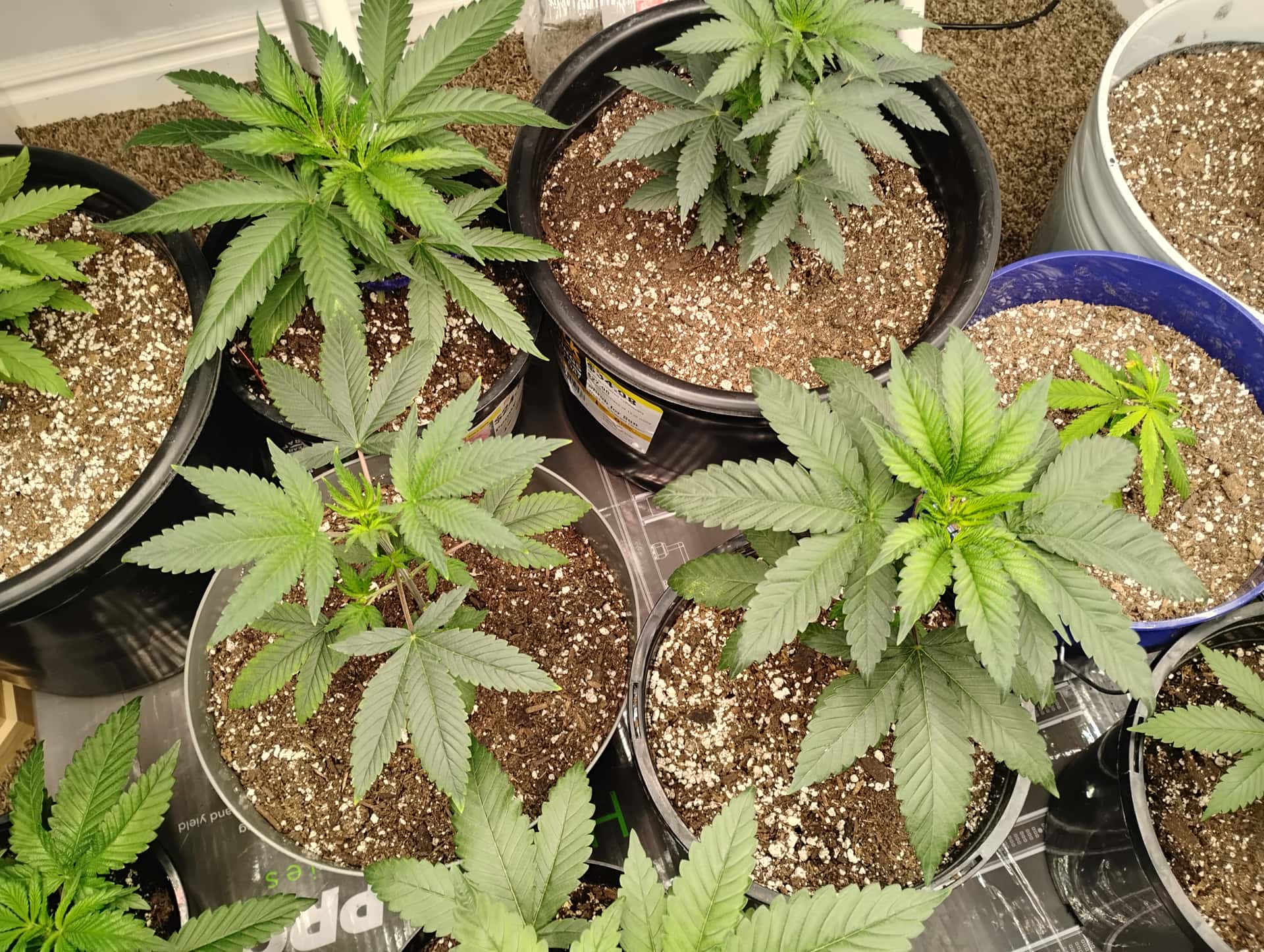 AK bean brains catalog - Page 43 - Overgrow.com