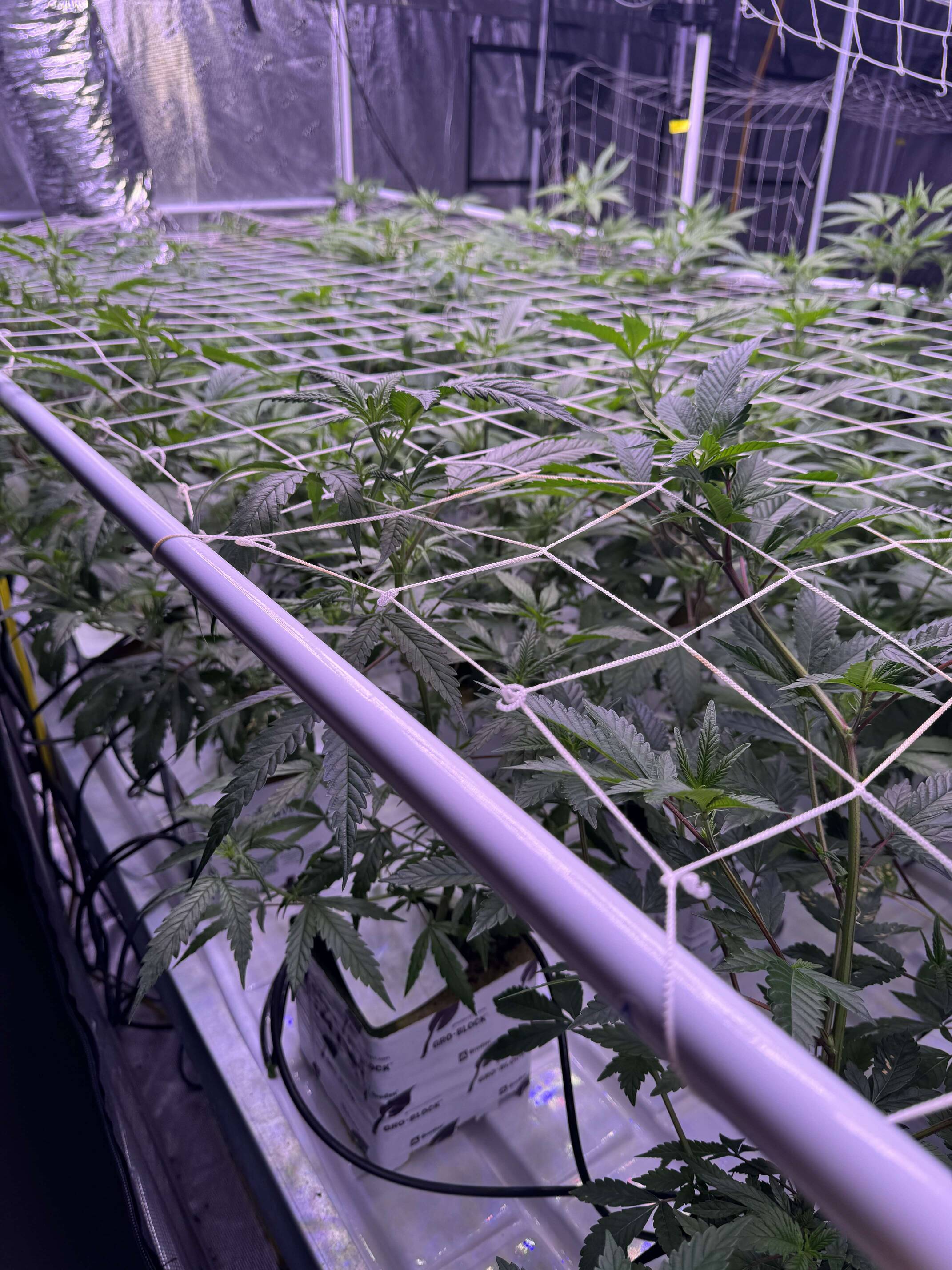 NL2 Authentic Genetics Seeds - Overgrow.com