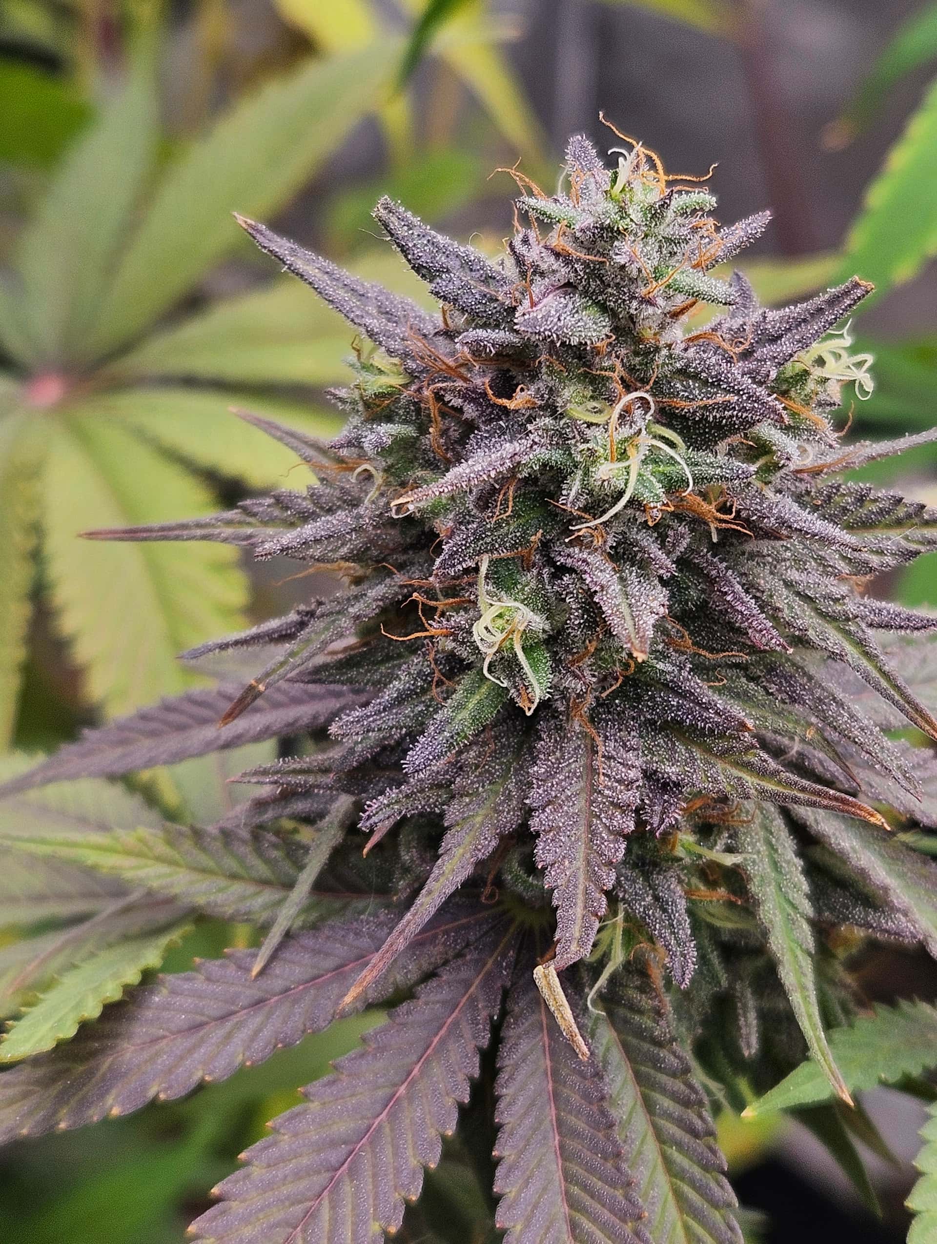 Doc D cannabis seeds - Page 169 - Overgrow.com Doc D cannabis seeds - Page 169 - Overgrow.com
