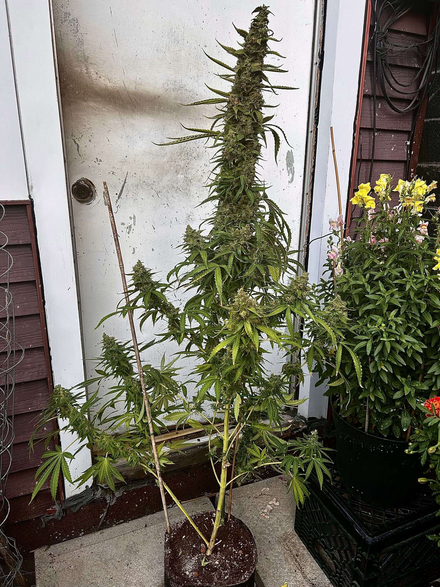 AK bean brains catalog - Page 41 - Overgrow.com